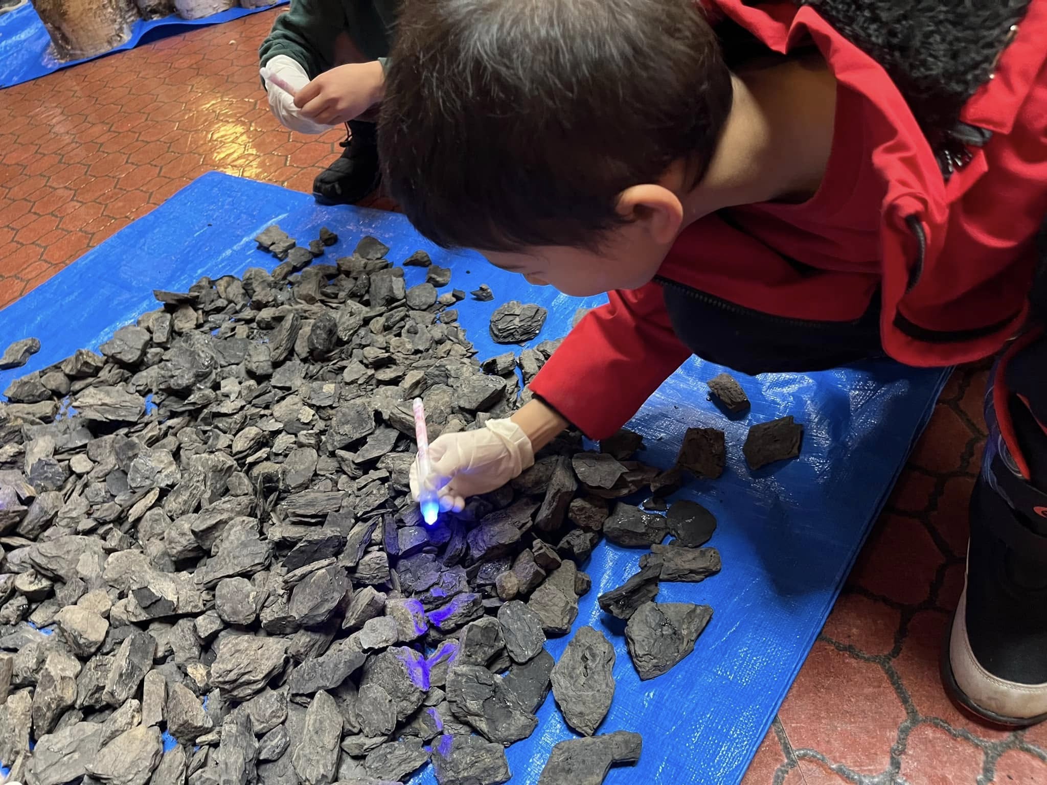 コハクを含む石炭