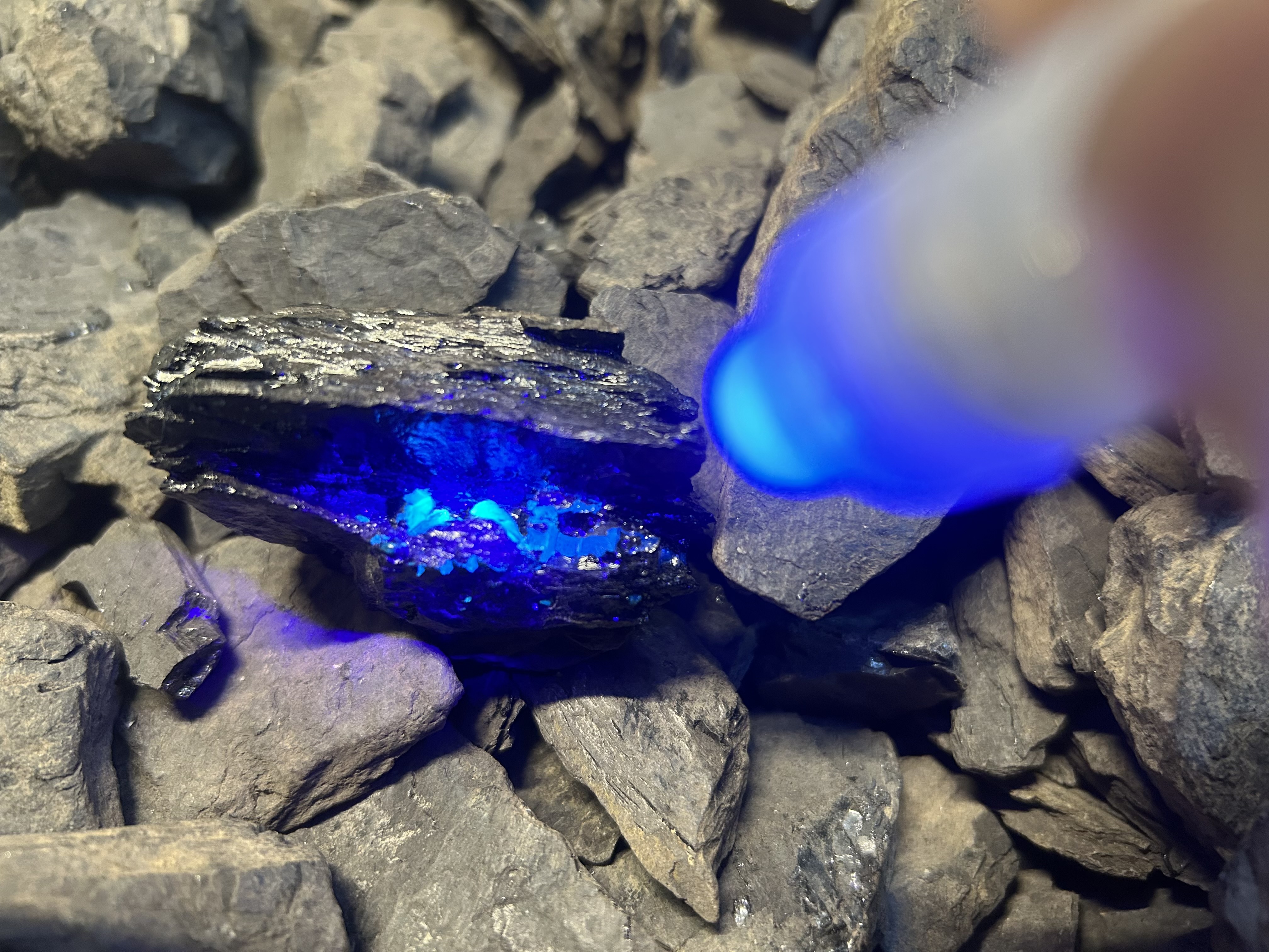 コハクさがし体験の様子